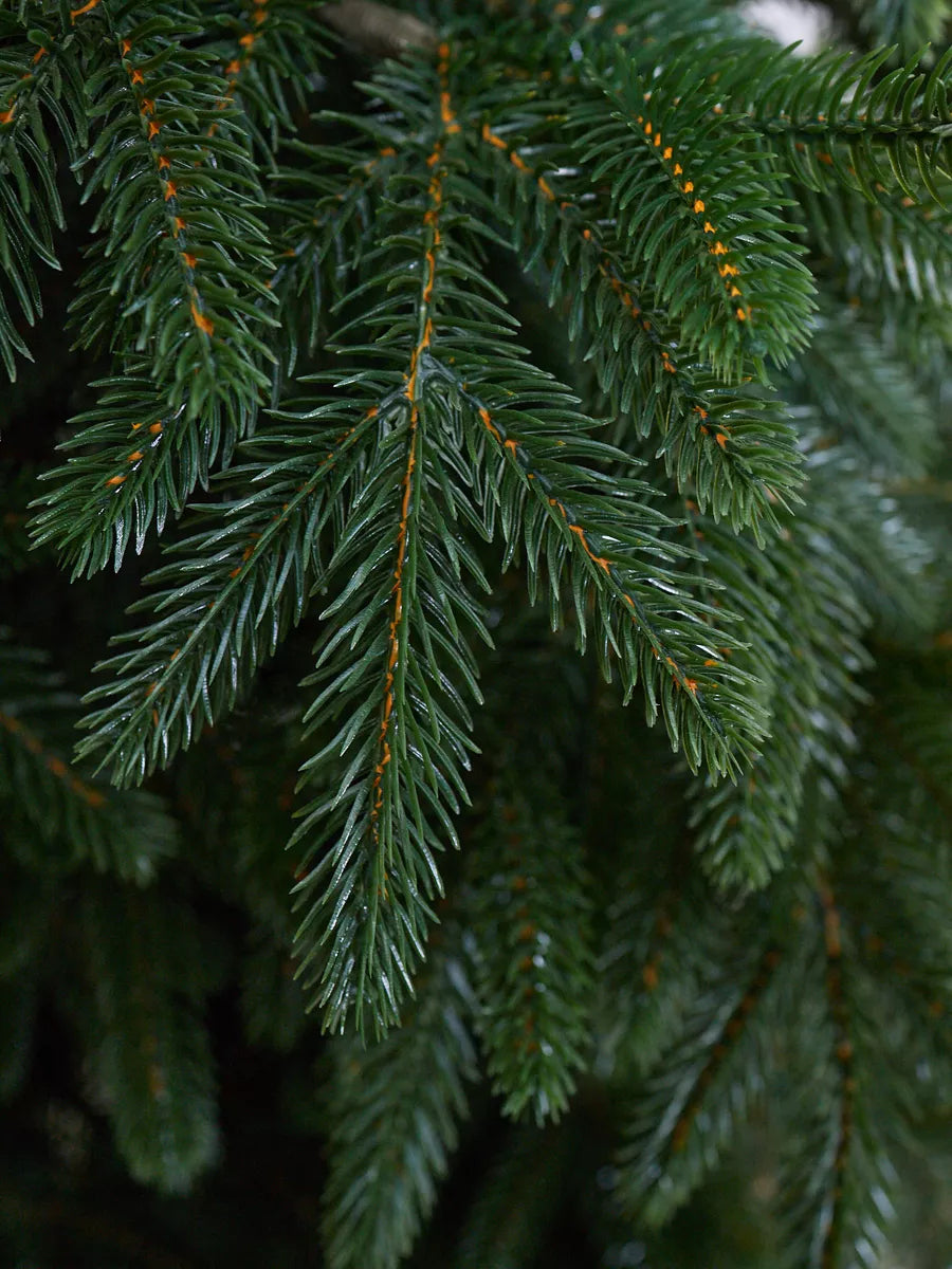 Cedar Christmas Tree