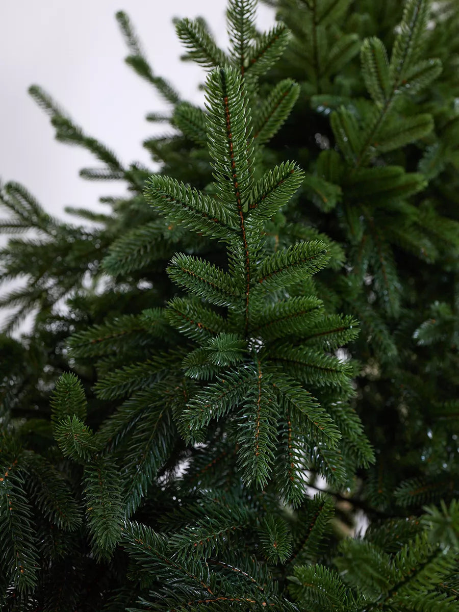 Cedar Christmas Tree